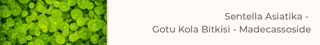 Sentella Asiatika (Gotu Kola Bitkisi – Madecassoside)